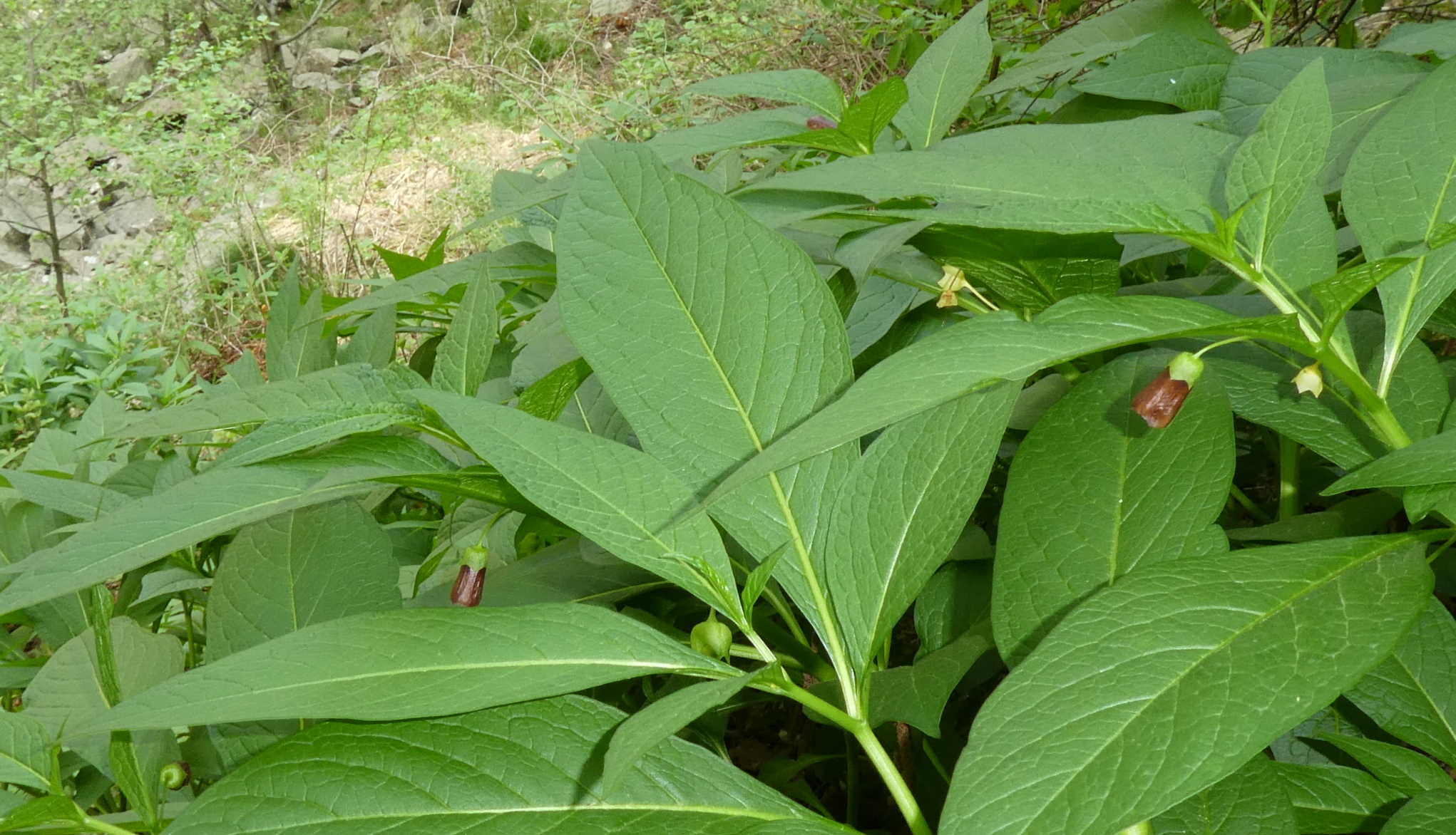 Scopolia carniolica / Scopolia della Carniola
